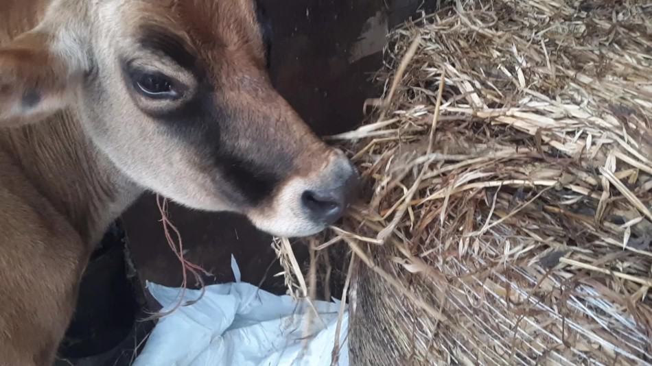 Vache jersiaise mangeant de l'avoine