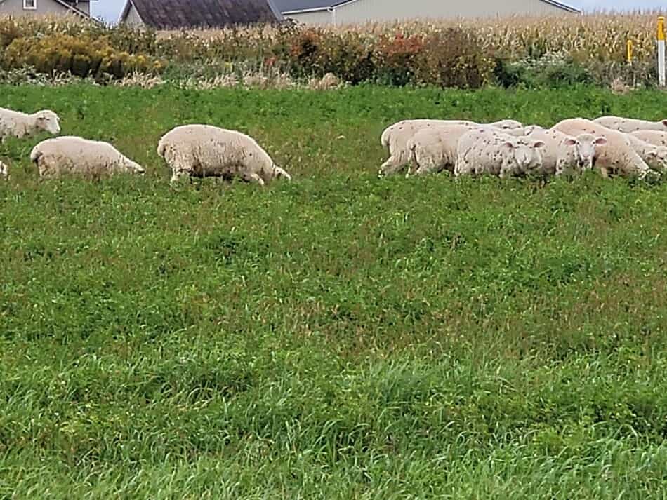 pâturage de moutons 