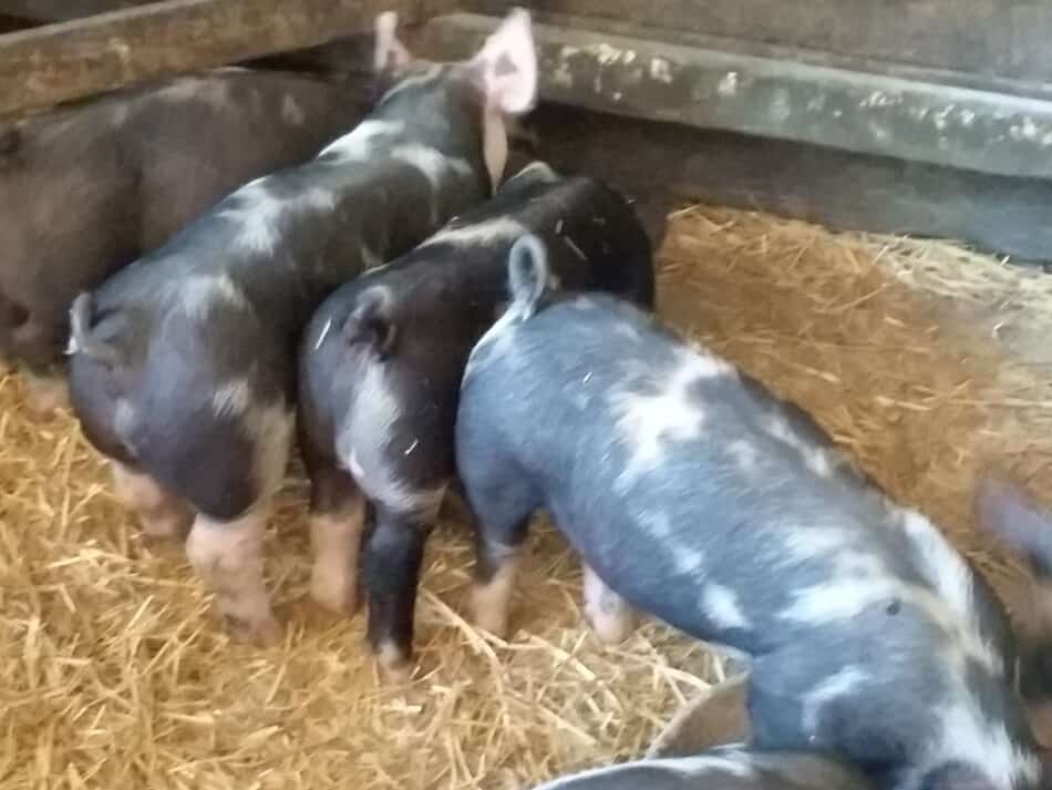 demi-porcs d'engraissement Berkshire mangeant dans des assiettes sur le sol de l'étable