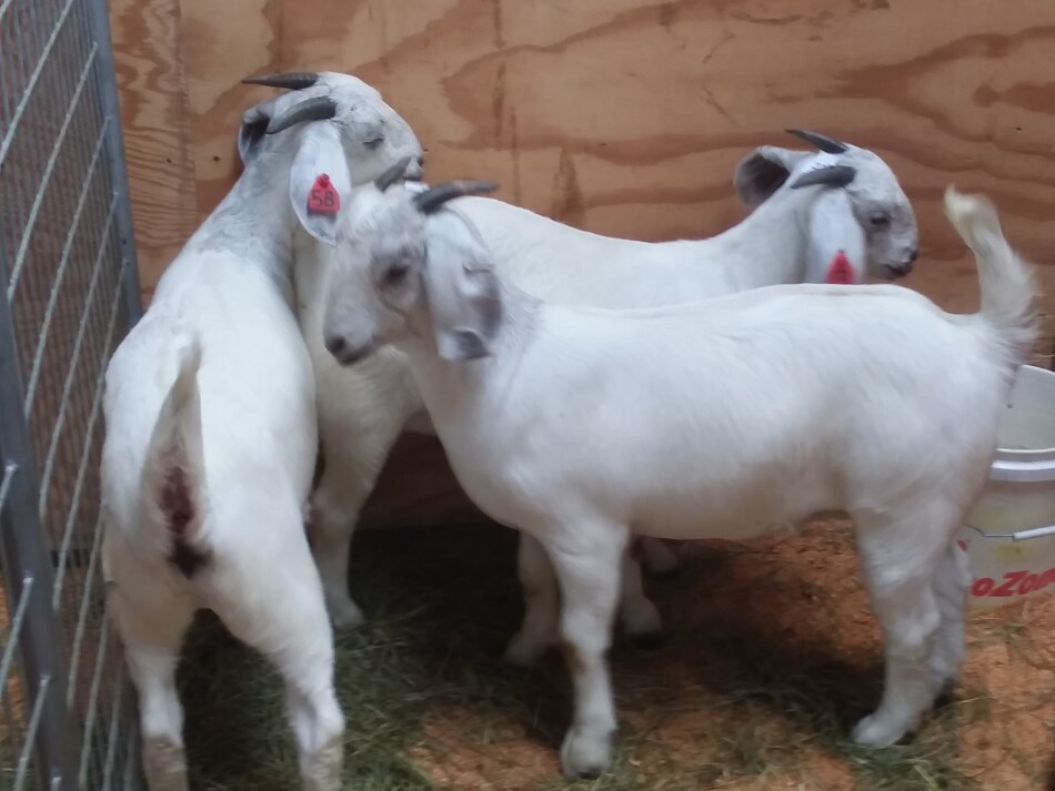 Chevreuils de Savanna à vendre aux enchères à Danville