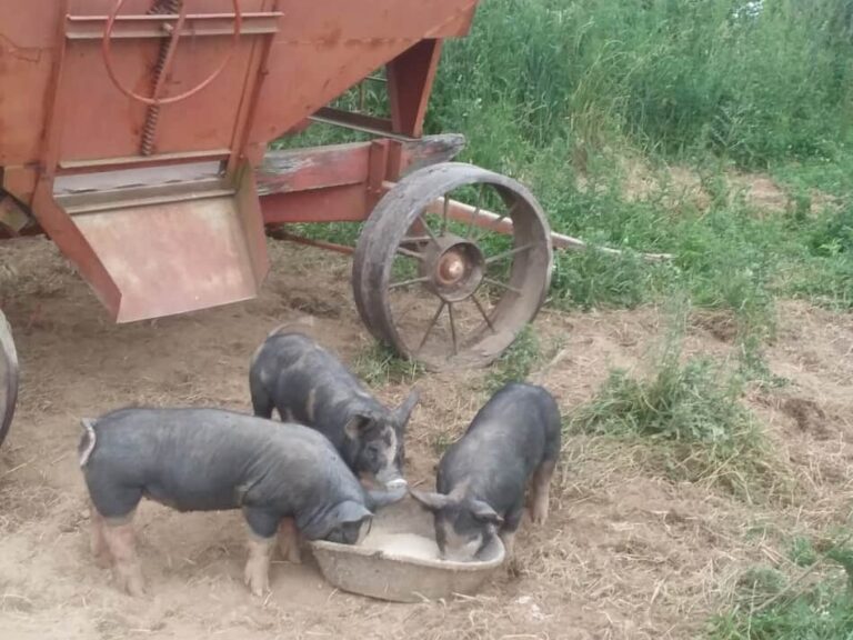 trois cochons d'élevage mangeant dans une casserole dans leur enclos extérieur