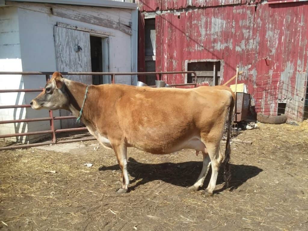 Notre vache familiale est une Jersey. Elle s'appelle Aleene.