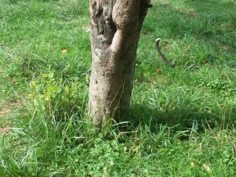 tronc d'un pommier où les moutons sont autorisés à brouter l'herbe, l'arbre n'est pas touché par les moutons