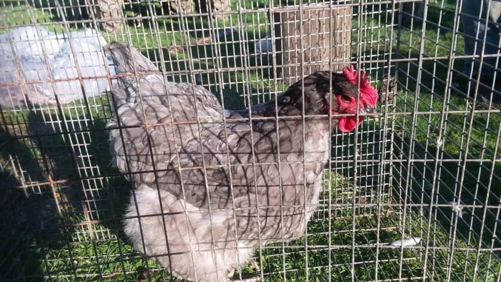 Une jolie poule de couleur bleue, un oiseau de belle taille mais pas un poulet de chair