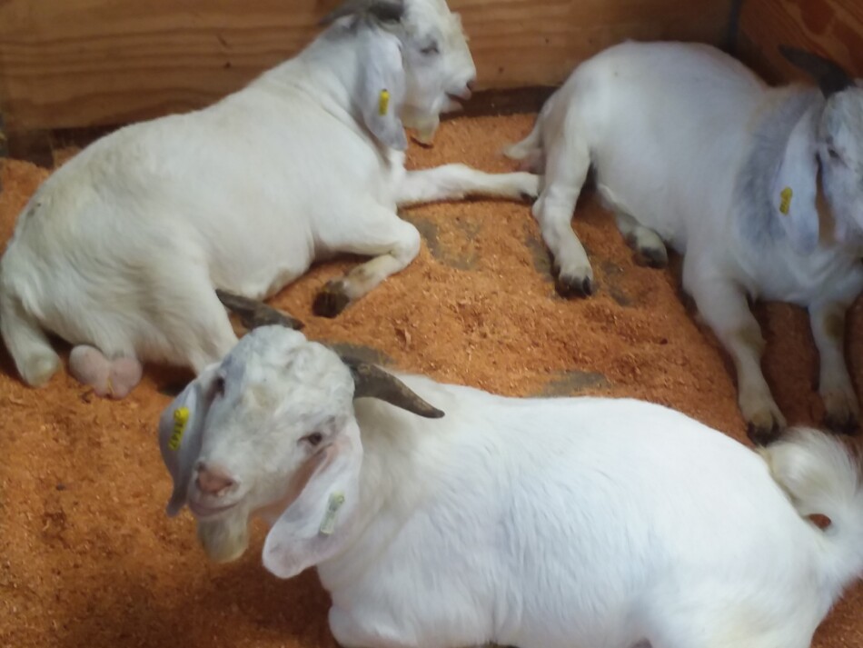 Des chèvres de savane à vendre