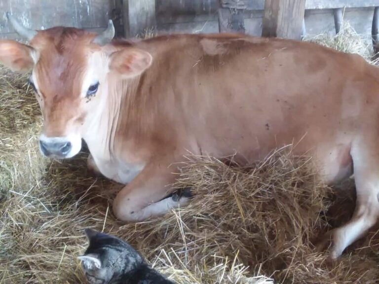 Bœuf de Jersey assis sur la paille