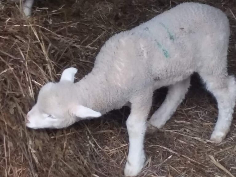 agneau grignotant de l'ensilage