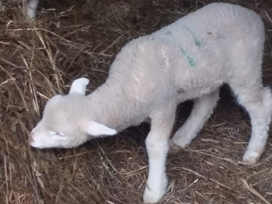 agneau mangeant du foin