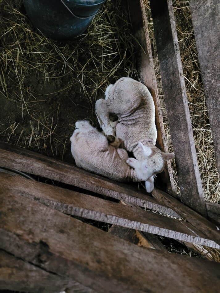 agneaux jumeaux dans un récipient d'agnelage mais pas de lampe chauffante