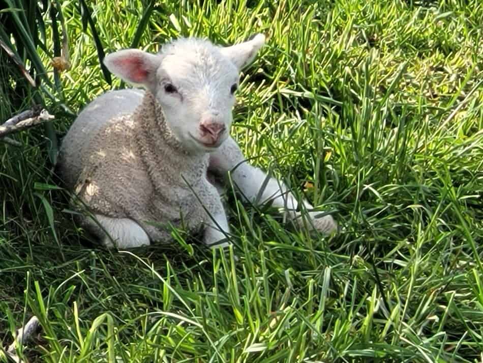 agneau assis sur l'herbe à l'ombre