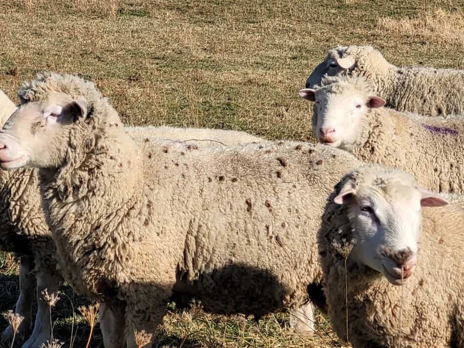 groupe de béliers au pâturage