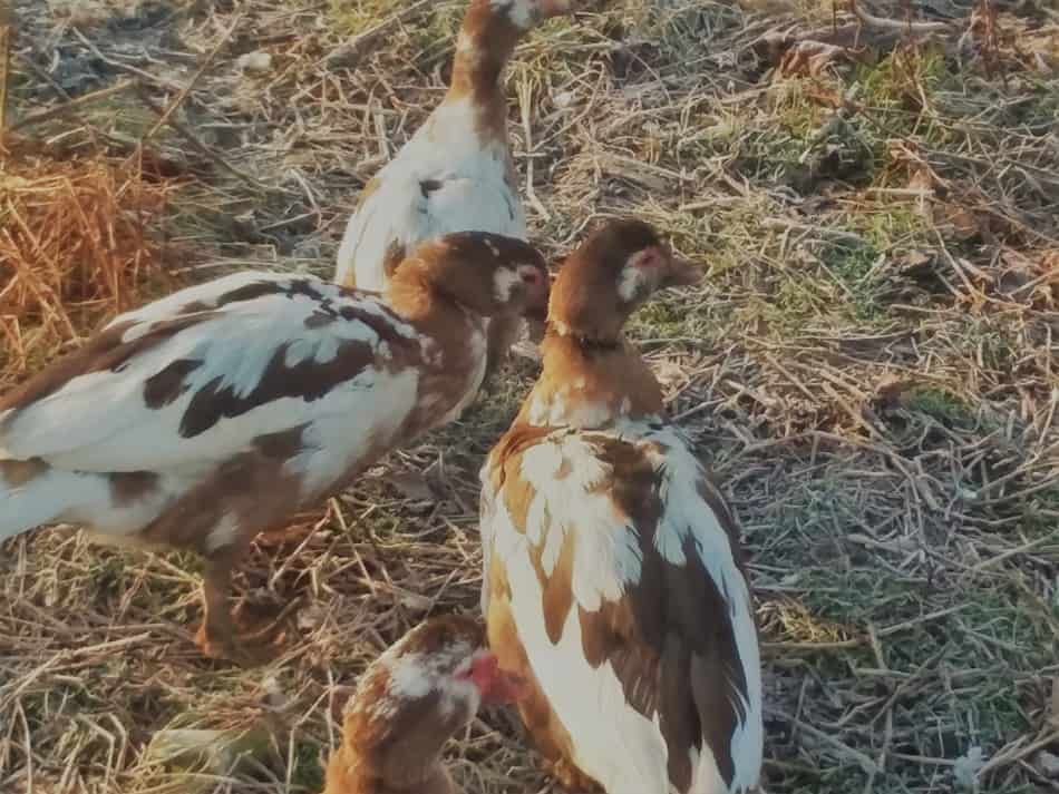 Canards de Barbarie, chocolat et blanc