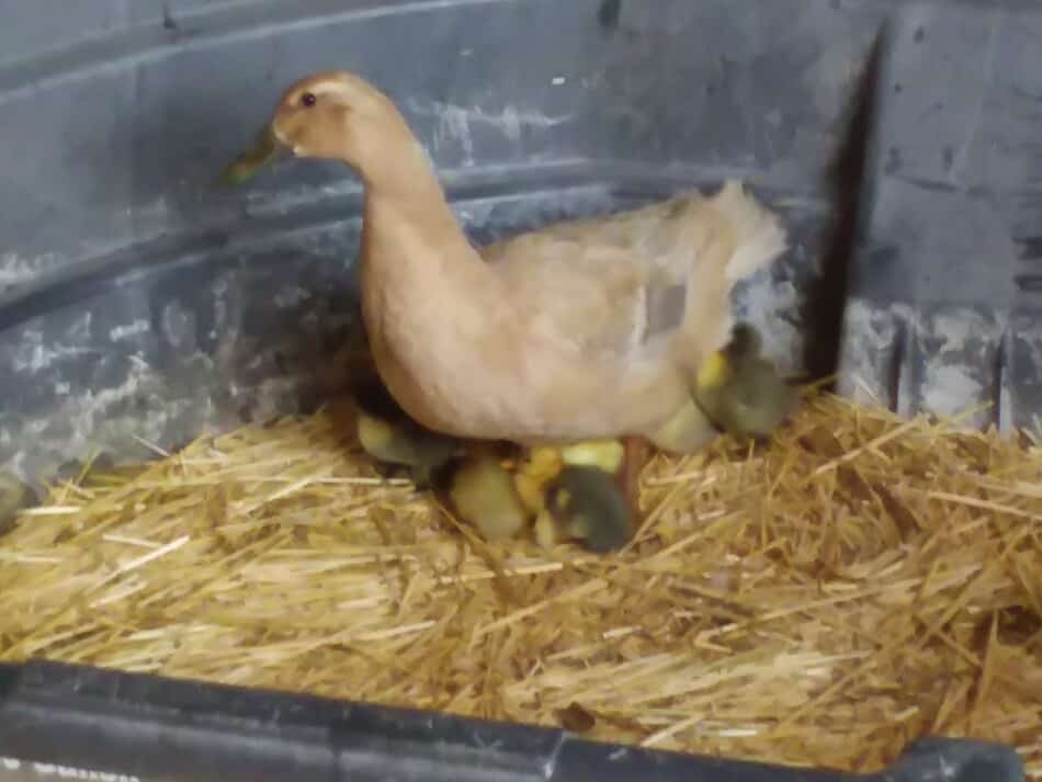 poule canard assise sur des canetons fraîchement éclos