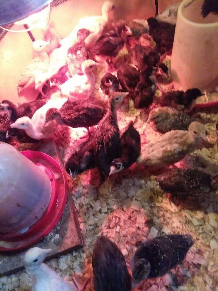 Dindonneaux dans une couveuse à la ferme Echoinghills