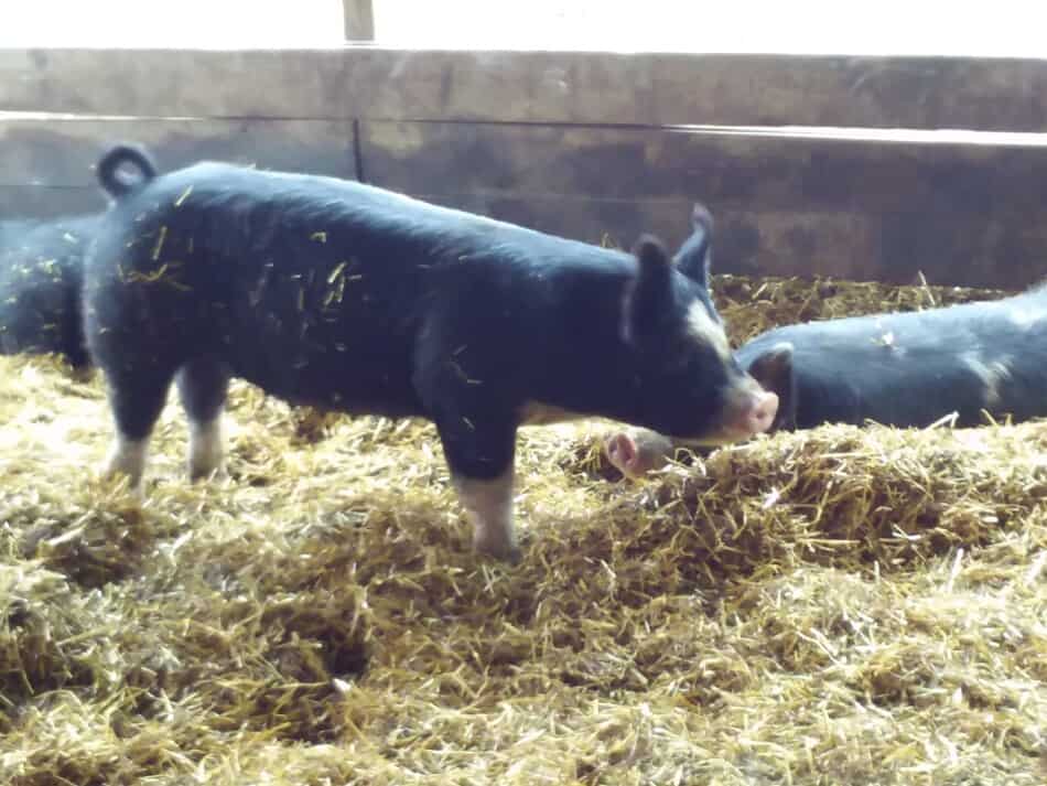 Cochettes croisées Berkshire sur litière de paille