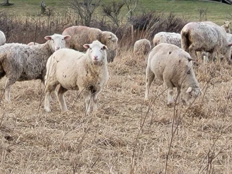 brebis broutant dans les pâturages d'hiver