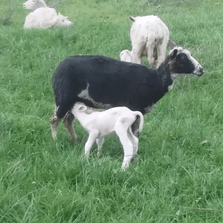 brebis noire allaitant son agneau blanc
