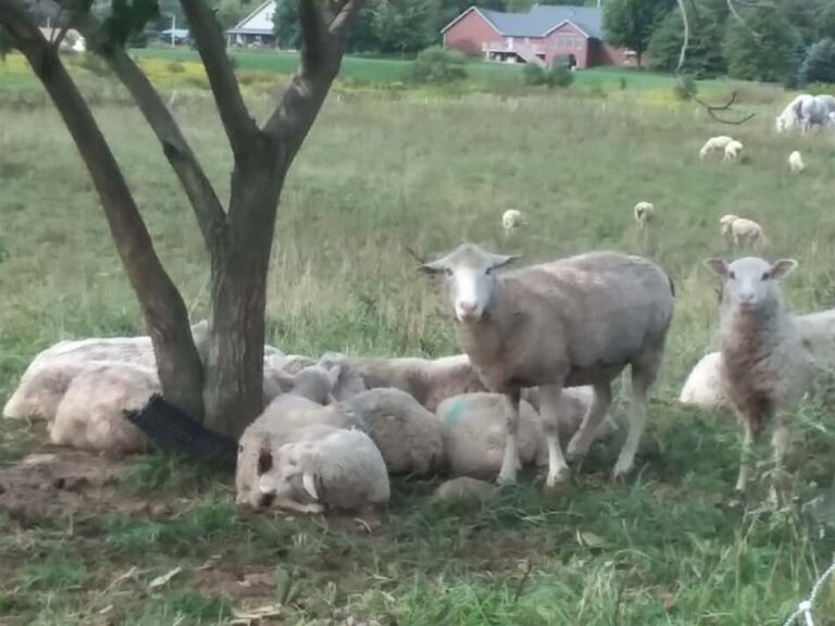 moutons se reposant à l'ombre d'un noyer cendré