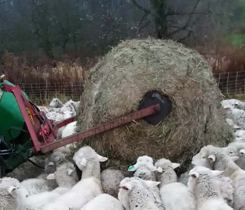 mouton mangeant une balle ronde de foin alors qu'elle est sur le dérouleur