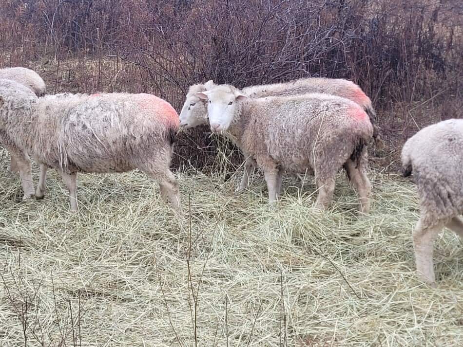 moutons mangeant du foin au sol