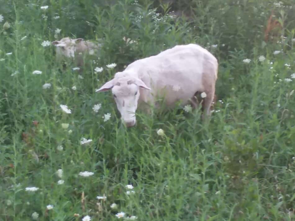 Des moutons paissent en été