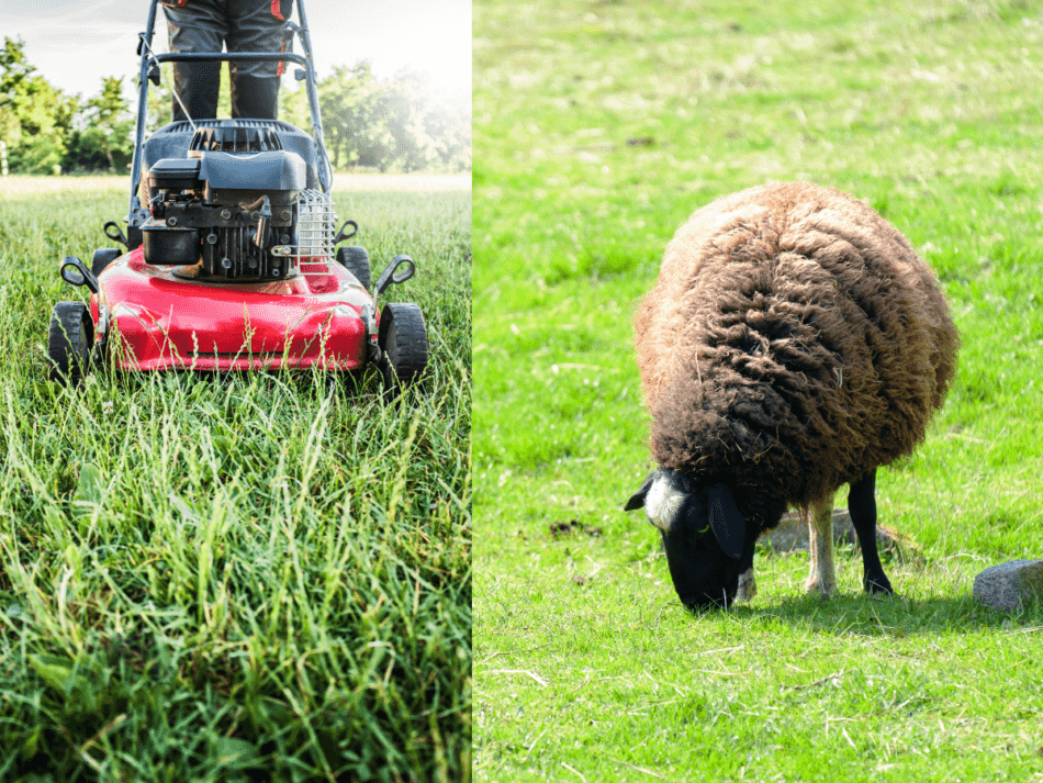 moutons mangeant de l'herbe contre tondeuse à gazon poussante