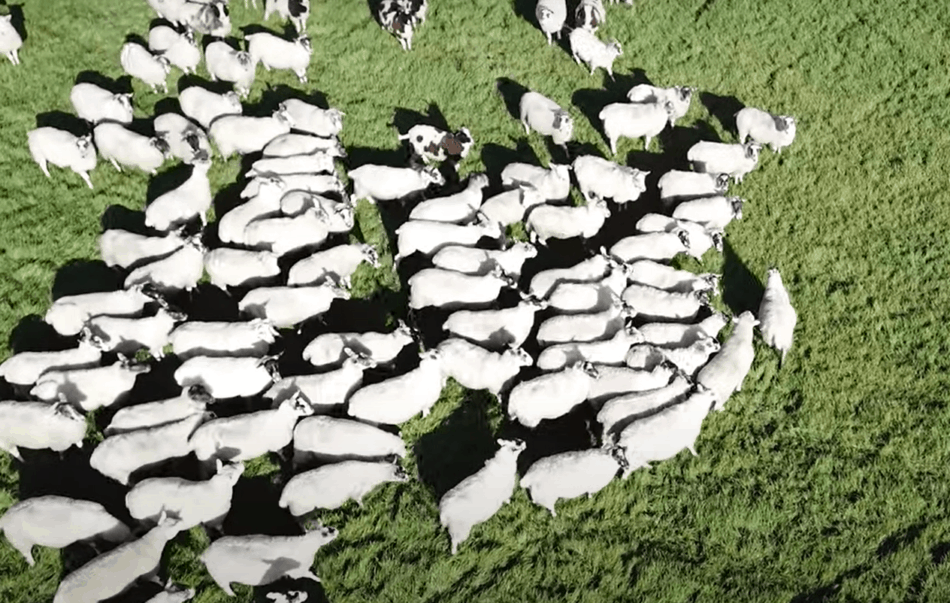 photo de drone d'un troupeau de moutons The Sheep Game