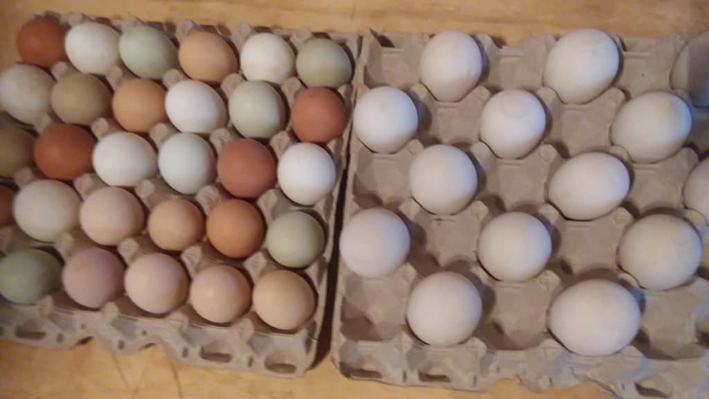 Les œufs de poule sont à gauche et les œufs de canard à droite. Remarquez la taille des œufs de canard et la variété des couleurs des œufs de poule.