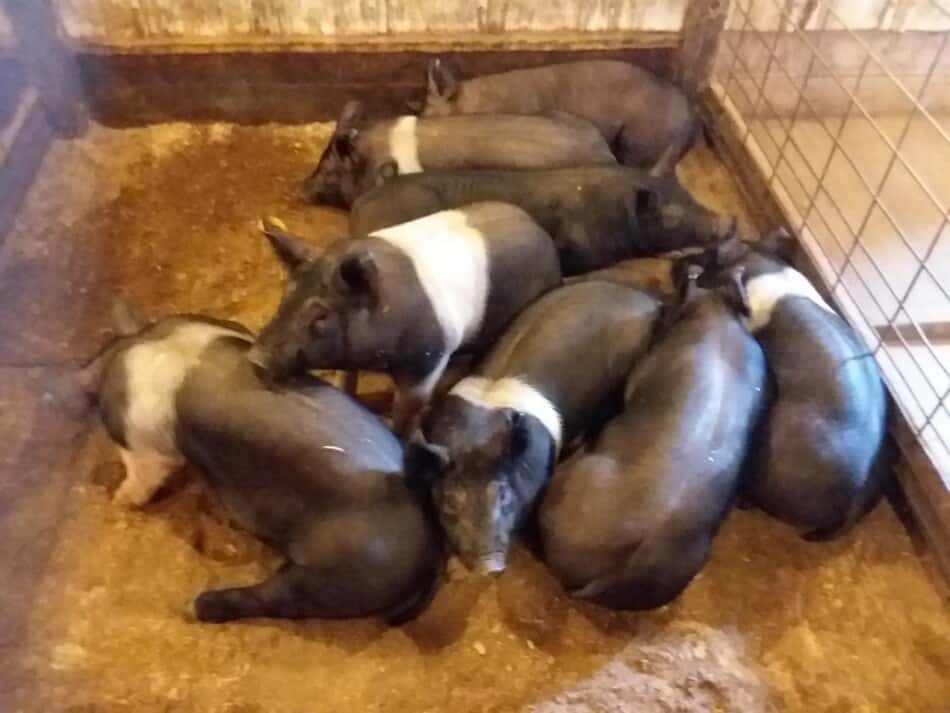 Des porcs d'engraissement du Hampshire à vendre aux enchères de Kidron