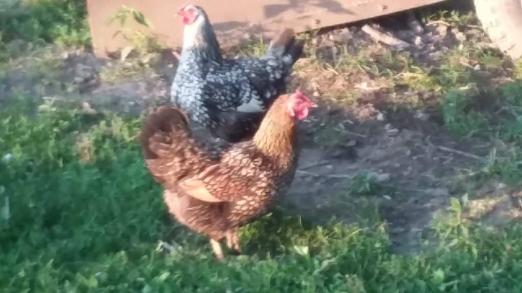 Poules Wyandotte à notre ferme. La poule de devant est dorée et celle de derrière est argentée.