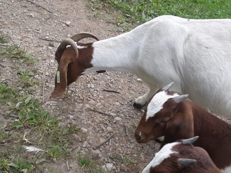 Nounou de chèvres Boer et ses deux bébés