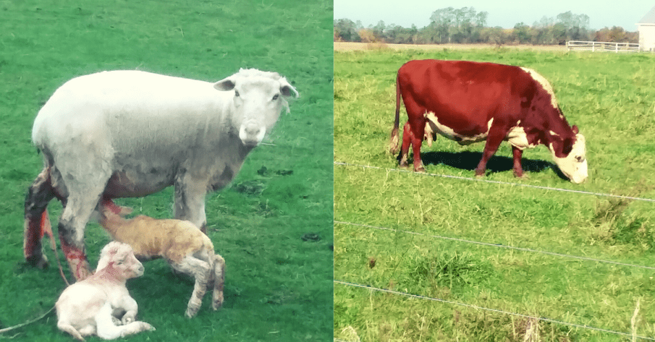 brebis avec agneaux et vache Hereford