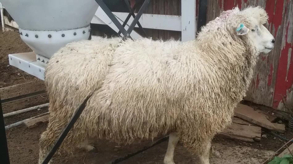 Un bélier de Cotswold se frotte le dos, remarquez la peau noire et la laine qui pend en petits morceaux appelés boucles