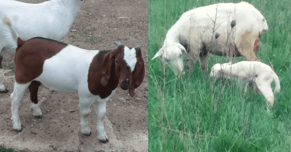 Chèvre Boer d'un côté, brebis avec agneau de l'autre côté