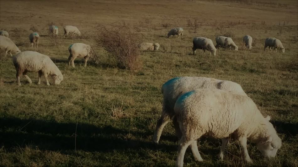 Une partie du troupeau de brebis au pâturage en janvier. Habituellement, à cette période de l'année, il neige !