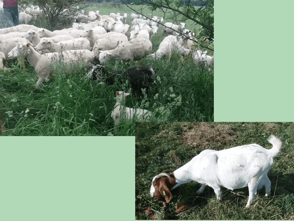 troupeau de moutons et pâturage d'une seule chèvre