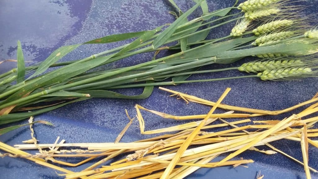 Le blé est représenté comme une plante en croissance avec les grains de céréales se formant au sommet des tiges et une partie de la paille de l'année dernière, les tiges de blé étant utilisées pour la litière.