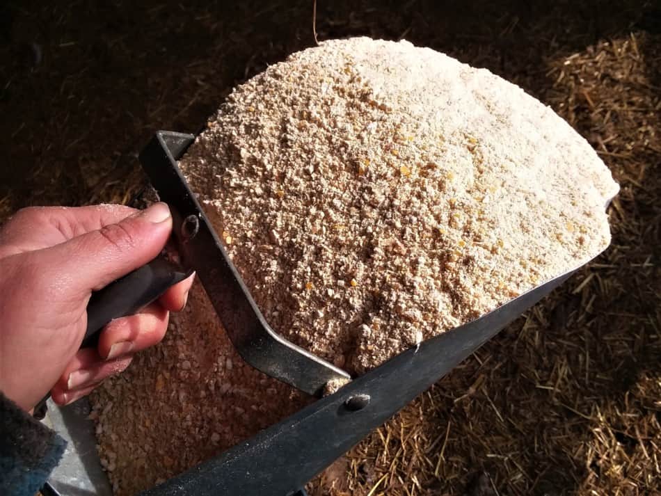 une cuillère à nourriture remplie d'aliments pour porcs moulus à la maison, tout aliment acheté à l'usine d'alimentation ressemblera également à ceci