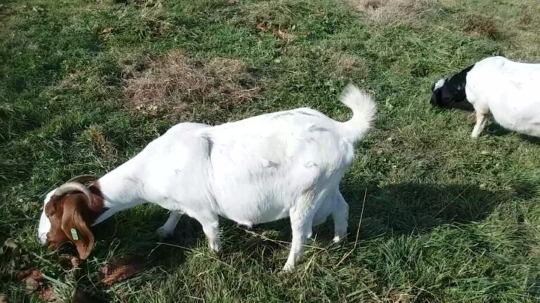 Chèvre Boer en train de paître