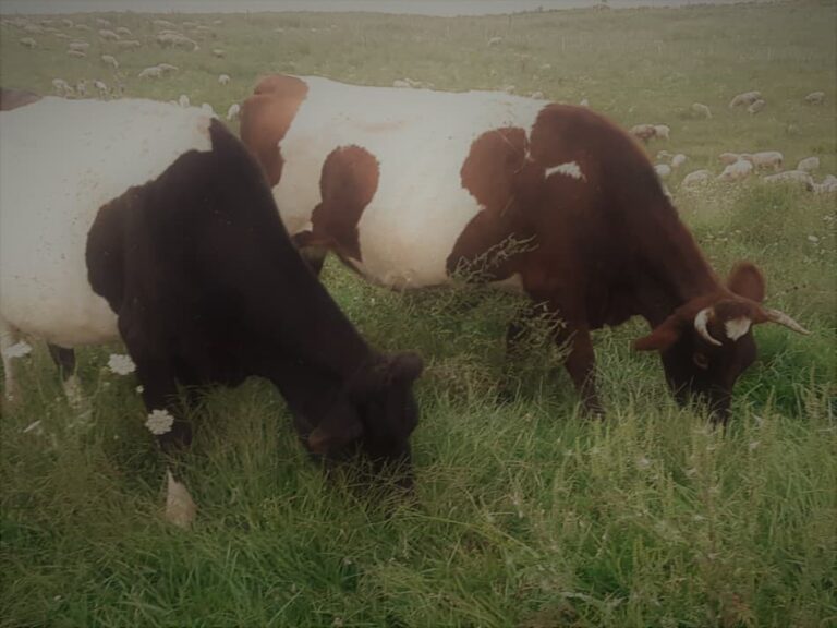 Deux de nos vaches croisées. La vache noire et blanche s'appelle Sophie. Elle est la mère de la vache brune et blanche avec les cornes.