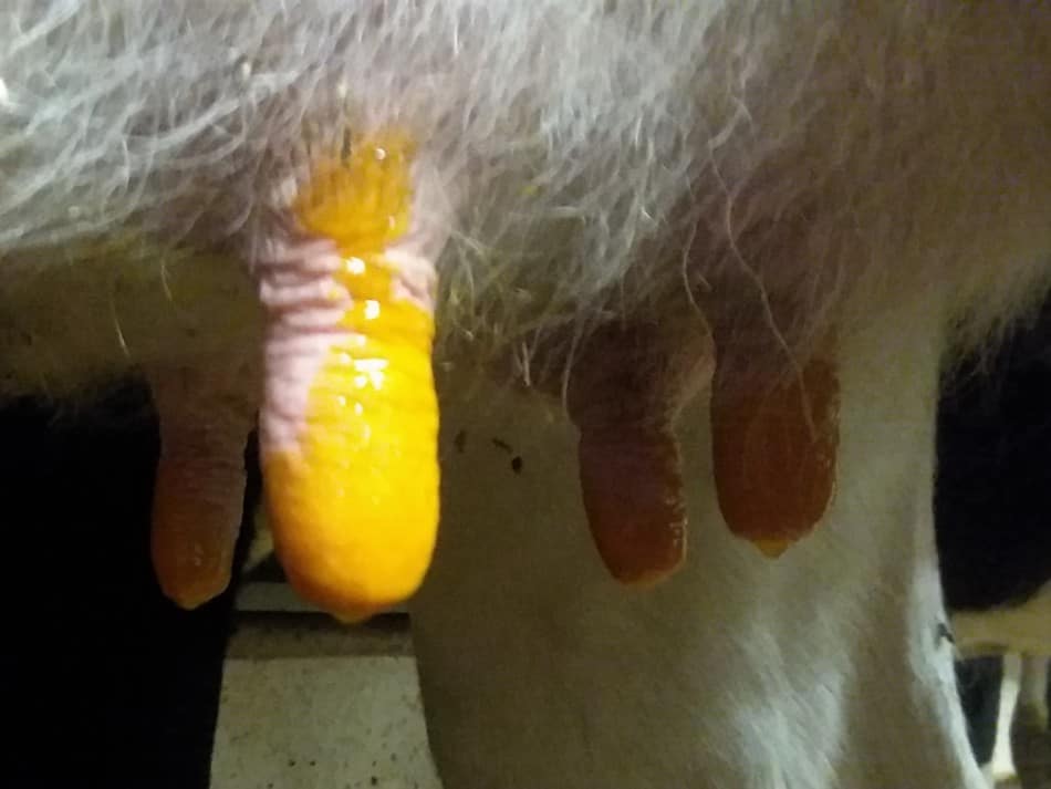 Longueur du trayon d'une vache Holstein, le jaune est le bain de trayon utilisé après la traite