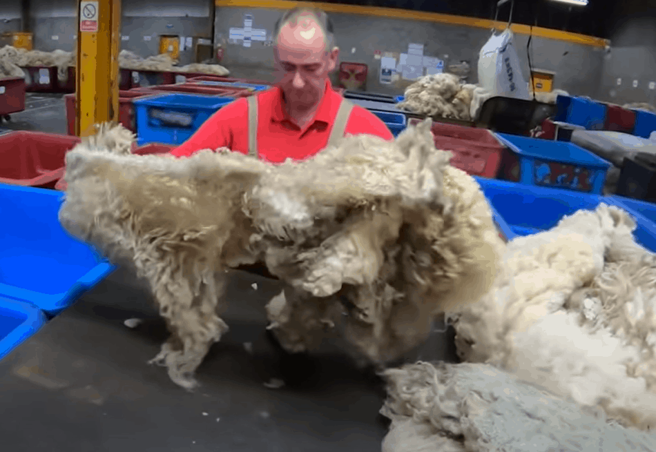 Tri des toisons chez l'acheteur de laine, The Sheep Game (YouTube)