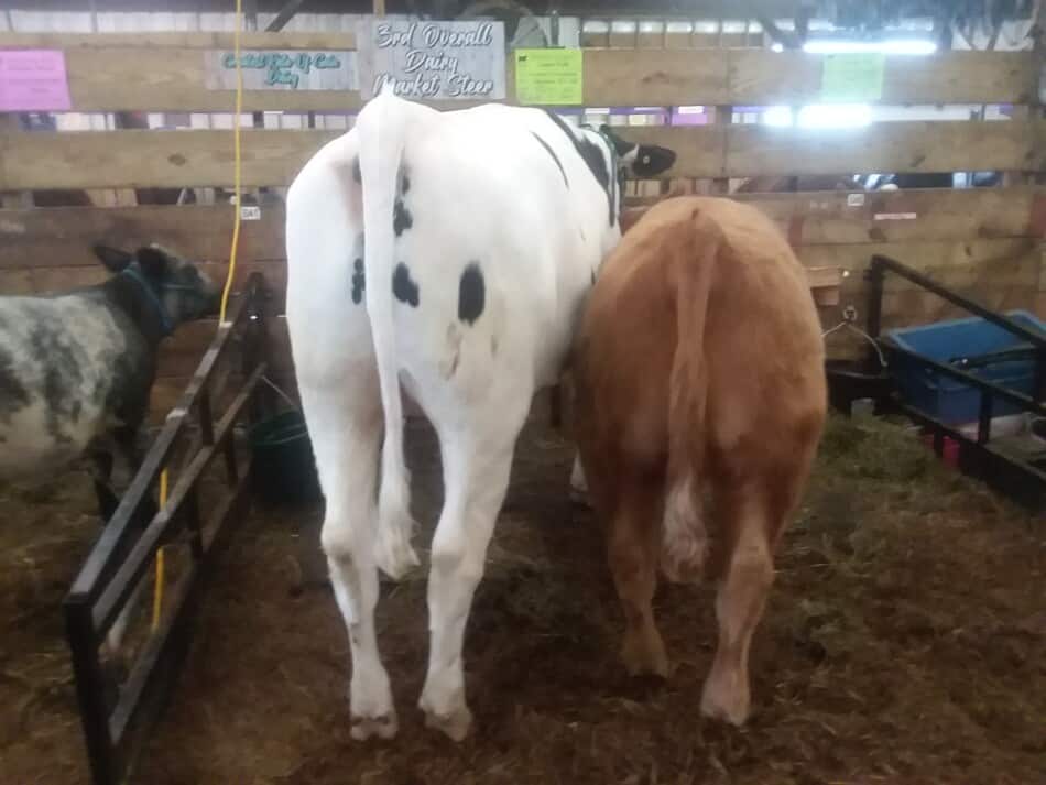 un bœuf laitier attaché à côté d'un bœuf de boucherie