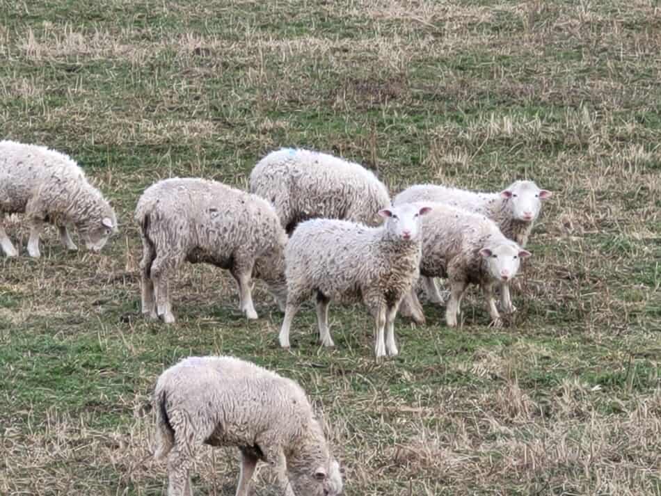 agnelles à face blanche dans les pâturages d'hiver