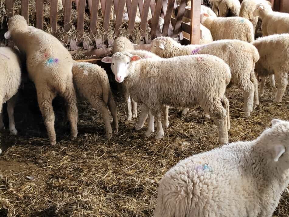 agneaux mangeant dans la mangeoire à foin de la grange