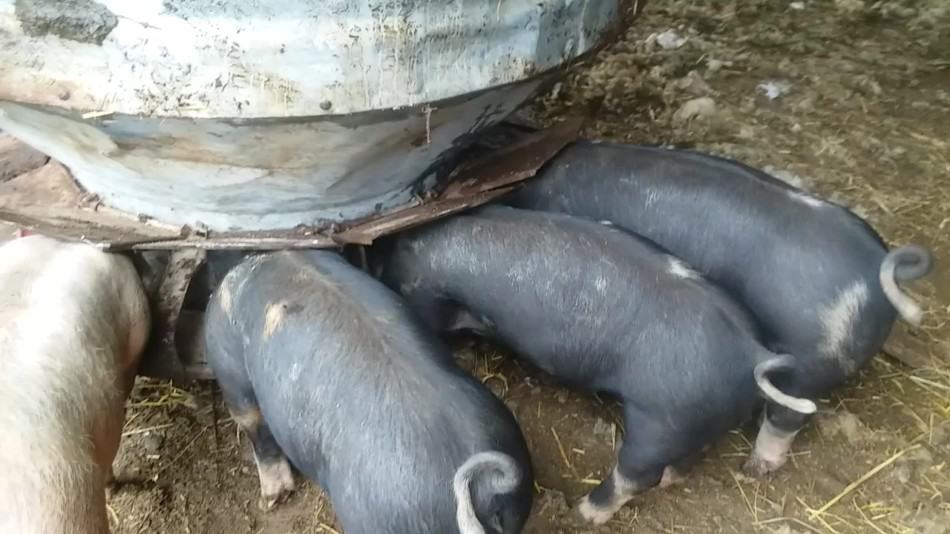 Porcs Berkshire Cross Feeder mangeant dans la mangeoire en vrac.