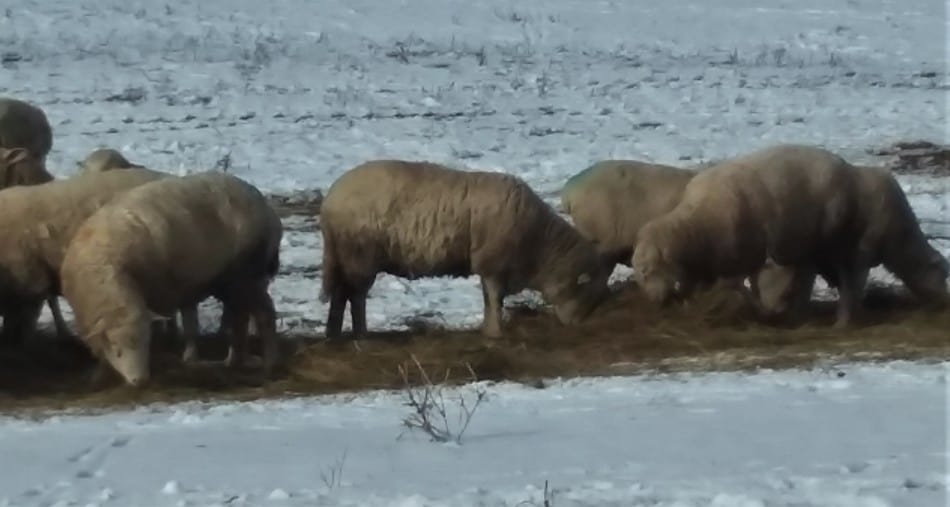 Brebis mangeant du foin dans la neige