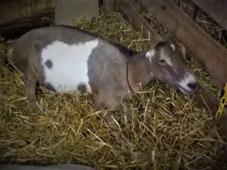 Biche de LaMancha dans un enclos à la foire