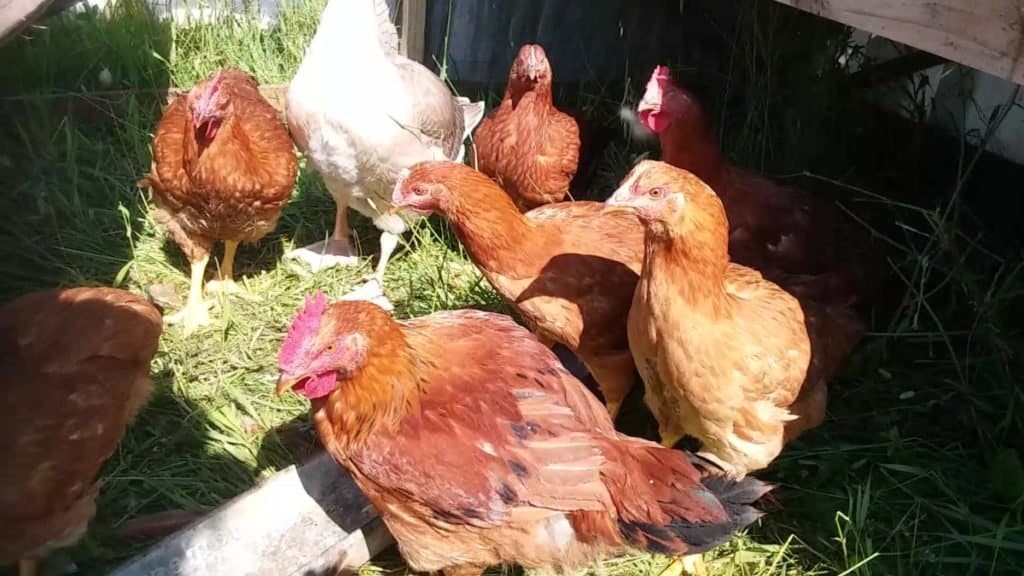 Poulets de chair Red Ranger dans un enclos de pâturage. Le gros oiseau à l'arrière-plan est un oison orphelin.