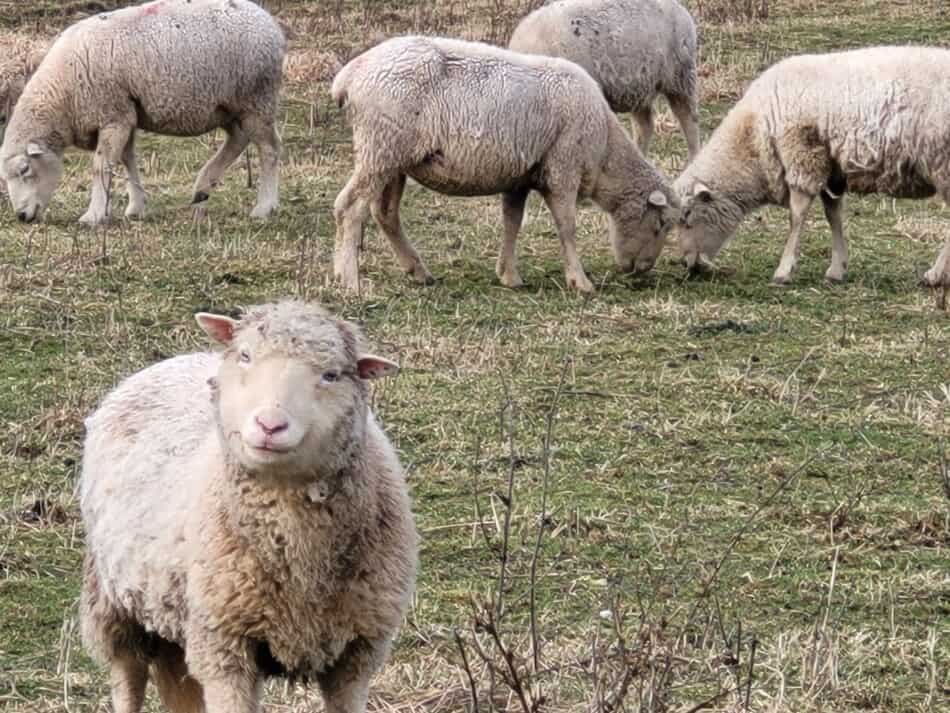 brebis à face blanche regardant la caméra